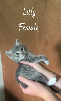 Lilly-pad -  Domestic Short Hair Cat for Adoption in West Palm Beach, Florida - Lilly-pad | PetCurious