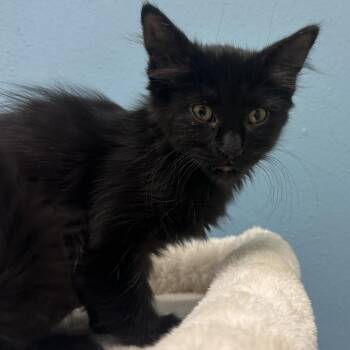Moondance -  Domestic Medium Hair Cat for Adoption in Park City, Utah - Moondance | PetCurious