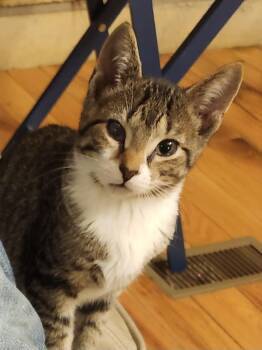 Nigel -  Domestic Short Hair Cat for Adoption in Morganton, North Carolina - Nigel | PetCurious