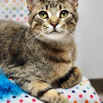 Rescue Domestic Short Hair Cats for Adoption in St. Cloud, Minnesota - Bob (aka Bobby Boy & Bob-a-lot) | PetCurious