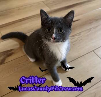 Rescue American Shorthair and Tuxedo Cats for Adoption in Toledo, Ohio - Critter | PetCurious