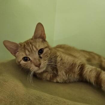 Easter -  Domestic Short Hair Cat Available for Adoption in Charleston, South Carolina - Easter | PetCurious