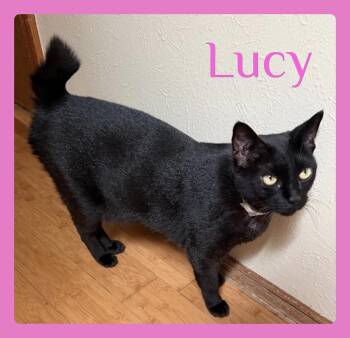 LUCY -  Tabby Cat for Adoption in Lawton, Oklahoma - LUCY | PetCurious