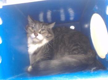 Domestic Medium Hair Cats Available for Adoption in Orlando, Florida - SUSHI | PetCurious