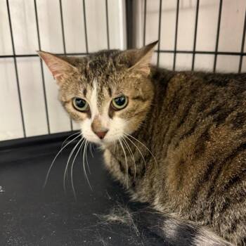 Rosalina -  Domestic Short Hair Cat Available for Adoption in Bloomington, Illinois - Rosalina | PetCurious