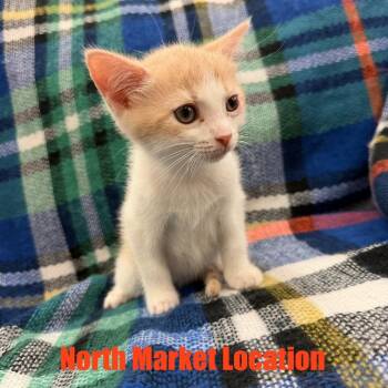 Domestic Short Hair Cats Available for Adoption in Raleigh, North Carolina - Jam | PetCurious