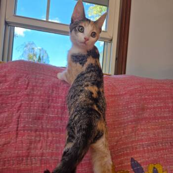 YUKON -  Domestic Short Hair Cat for Adoption in East Greenwich, Rhode Island - YUKON | PetCurious