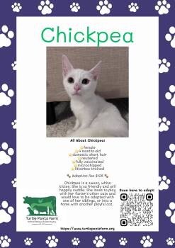 Chickpea -  Domestic Short Hair Cat for Adoption in Pittsboro, North Carolina - Chickpea | PetCurious