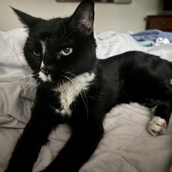 Trixie -  Domestic Medium Hair Cat for Adoption in Lewisville, Texas - Trixie | PetCurious