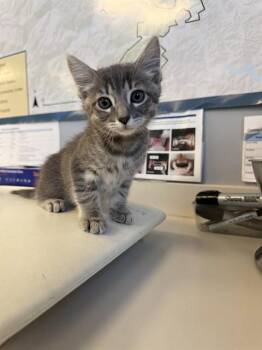 Domestic Short Hair Cats Available for Adoption in San Jose, California - A1406009 | PetCurious
