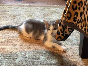 Spencer -  Domestic Short Hair Cat for Adoption in Covington, Louisiana - Spencer | PetCurious