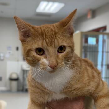 Domestic Short Hair Cats Available for Adoption in Slidell, Louisiana - Chucky | PetCurious