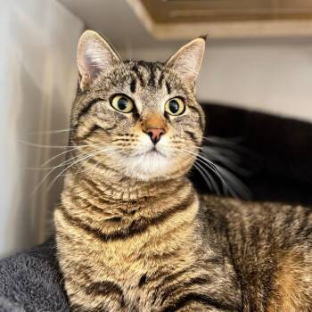 Domestic Short Hair Cats Available for Adoption in Park City, Utah - Titus | PetCurious