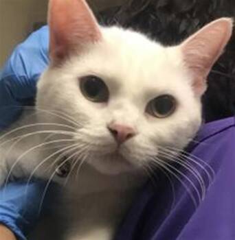 SPARKLE CLAWS -  Domestic Short Hair Cat for Adoption in Conroe, Texas - SPARKLE CLAWS | PetCurious