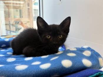 SHOCKWAVE -  Domestic Short Hair Cat for Adoption in Sarasota, Florida - SHOCKWAVE | PetCurious