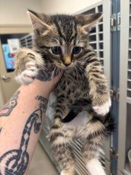 Mystique -  Domestic Short Hair Cat for Adoption in Liverpool, New York - Mystique | PetCurious