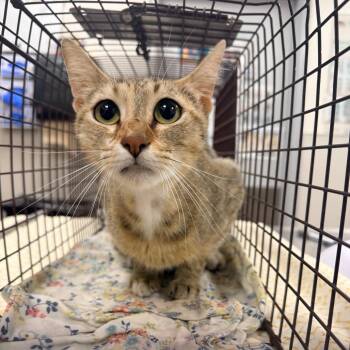 108636 -  Domestic Short Hair Cat for Adoption in Las Cruces, New Mexico - 108636 | PetCurious