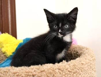 Merlin -  Domestic Short Hair Cat for Adoption in Monroe, Georgia - Merlin | PetCurious