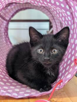Rescue Domestic Short Hair Cats for Adoption in Minneapolis, Minnesota - Edison | PetCurious