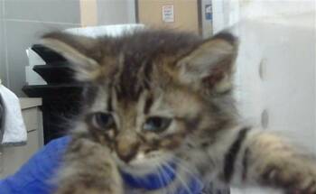 RIVER -  Domestic Short Hair Cat for Adoption in Dallas, Texas - RIVER | PetCurious