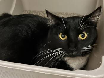 Margherita -  Domestic Short Hair Cat for Adoption in Mason City, Iowa - Margherita | PetCurious