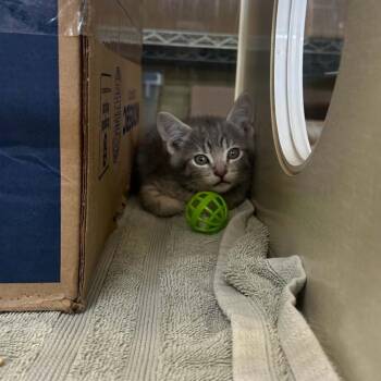 Rumplestiltskin -  Domestic Short Hair Cat for Adoption in West Olive, Michigan - Rumplestiltskin | PetCurious