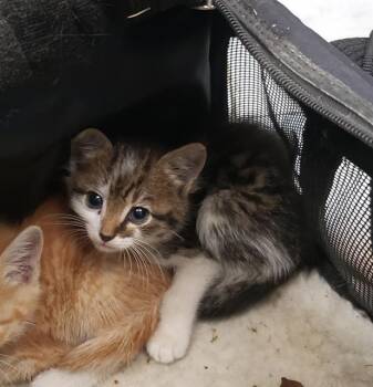 LOUIE -  Domestic Short Hair Cat for Adoption in Charlotte, North Carolina - LOUIE | PetCurious