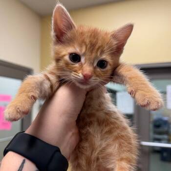 Domestic Short Hair Cats Available for Adoption in Lynchburg, Virginia - Bigi | PetCurious