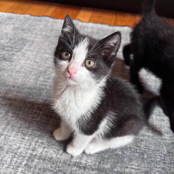 Jack -  Domestic Short Hair Cat for Adoption in Oneonta, New York - Jack | PetCurious