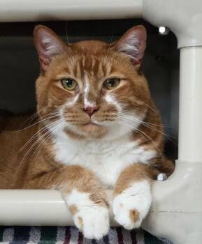 Soloman -  Domestic Short Hair Cat for Adoption in Cottonwood, Arizona - Soloman | PetCurious