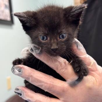 Electric Wizard -  Domestic Short Hair Cat for Adoption in Buffalo, New York - Electric Wizard | PetCurious