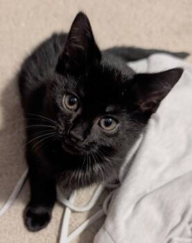 Domestic Short Hair Cats Available for Adoption - Honeydew | PetCurious