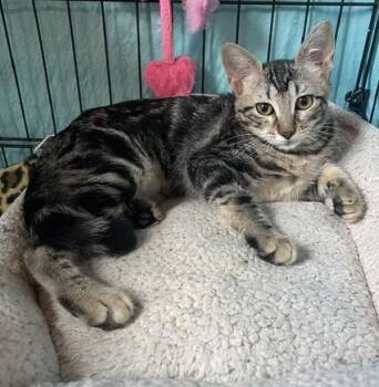Elana (SH) -  American Shorthair Cat for Adoption in Schertz, Texas - Elana (SH) | PetCurious