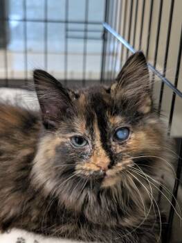 Lily -  Domestic Long Hair Cat for Adoption in Tilton, Illinois - Lily | PetCurious