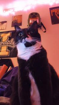 Domestic Short Hair Cats Available for Adoption in Moscow, Idaho - **COURTESY LISTING** Coconut | PetCurious