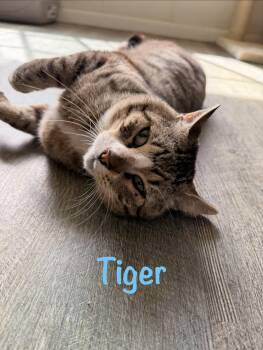 Tiger -  Tabby Cat for Adoption in Crescent City, California - Tiger | PetCurious