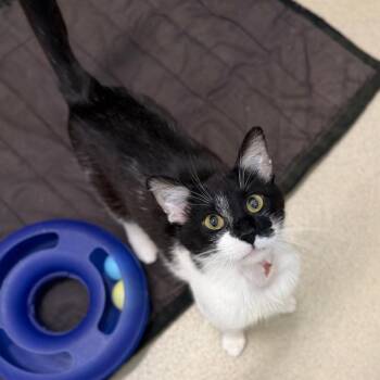 Trucker -  Domestic Short Hair Cat for Adoption in Marshall, Virginia - Trucker | PetCurious