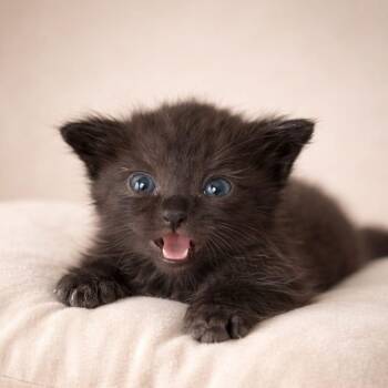 Domestic Short Hair Cats Available for Adoption - Luzern  | PetCurious