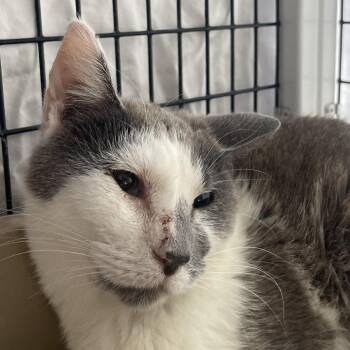 Maribel -  Domestic Short Hair Cat Available for Adoption in Chicago, Illinois - Maribel | PetCurious