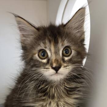 Rem -  Domestic Long Hair Cat for Adoption in Ojai, California - Rem | PetCurious