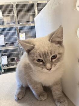 Rescue Domestic Short Hair and Siamese Cats for Adoption in Houston, Texas - Delilah | PetCurious