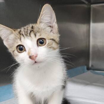 Sharpie -  Domestic Short Hair Cat for Adoption in Corbin, Kentucky - Sharpie | PetCurious