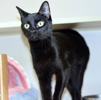 RAMEN -  Domestic Short Hair Cat for Adoption in San Clemente, California - RAMEN | PetCurious