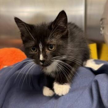 Belladonna -  Domestic Medium Hair Cat for Adoption in Richmond, Virginia - Belladonna | PetCurious