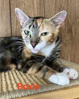 Roxie -  Domestic Short Hair Cat for Adoption in Zimmerman, Minnesota - Roxie | PetCurious