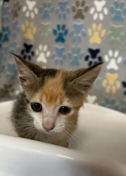 Guns -  Domestic Short Hair Cat for Adoption in Wabash, Indiana - Guns | PetCurious