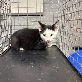 Feral Randell -  Domestic Short Hair Cat for Adoption in Columbiana, Alabama - Feral Randell | PetCurious