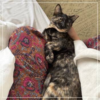 Rescue Domestic Short Hair Cats for Adoption in Long Beach, California - Sky | PetCurious