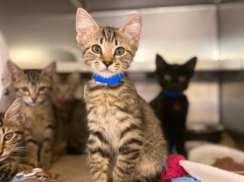 SQUASH -  Domestic Short Hair Cat for Adoption in Fort Wayne, Indiana - SQUASH | PetCurious