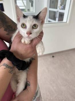 PIXEL -  Domestic Short Hair Cat for Adoption in Brentwood, Missouri - PIXEL | PetCurious